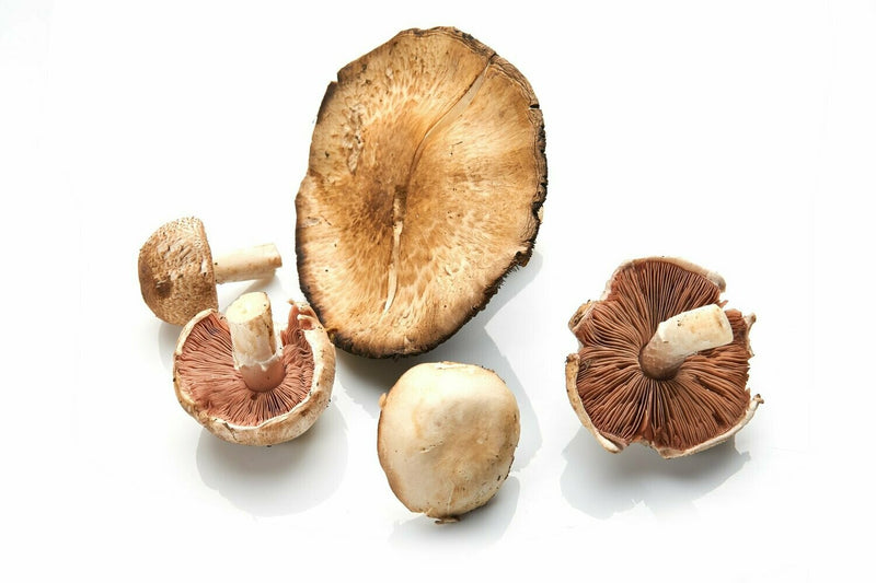 Organic 14 Blend Mushroom Bulk Powder