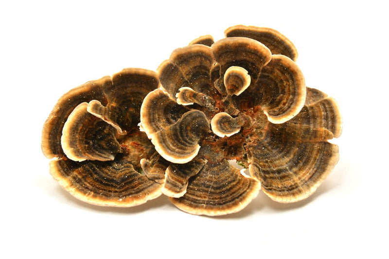 Organic Turkey Tail Bulk Powder