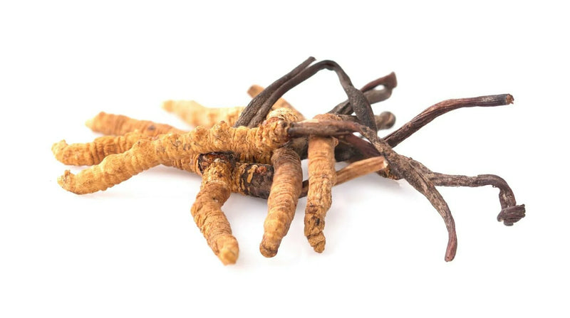 Cordyceps Bulk Glycerites