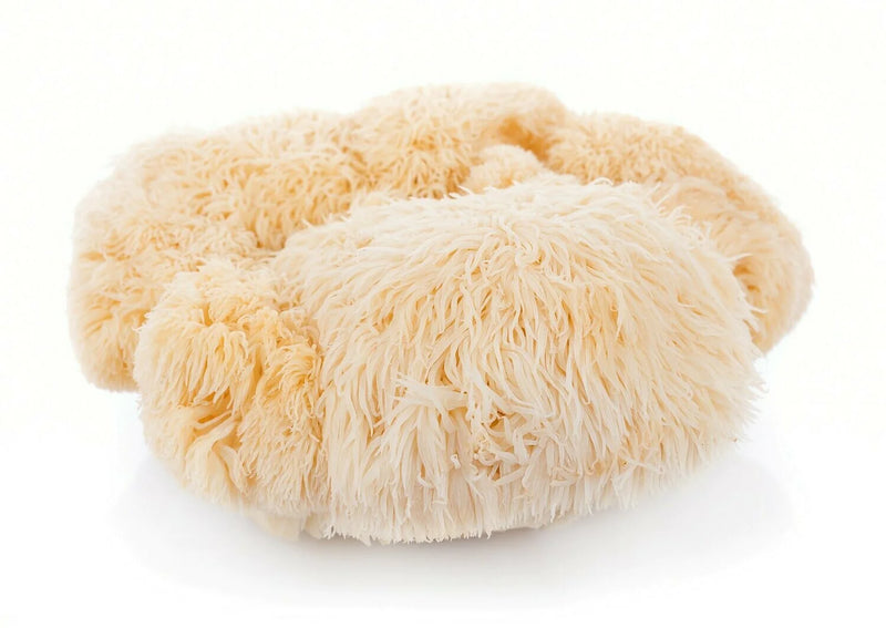 Lion's Mane Bulk Glycerites
