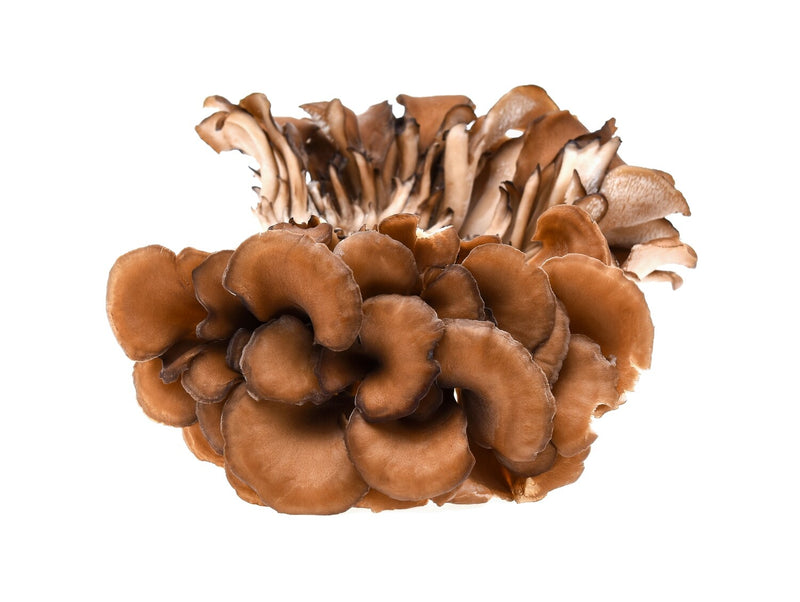 Maitake Bulk Tincture