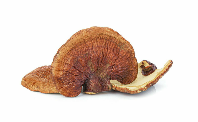 Red Reishi Bulk Glycerites