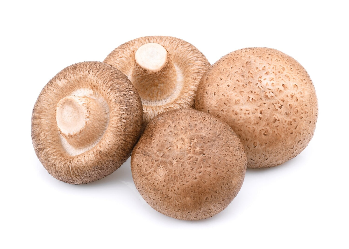 Shiitake Bulk Powder